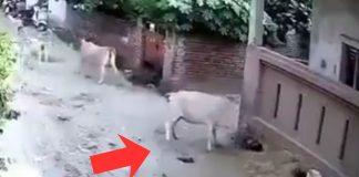 #VIDEO // Niño resulta gravemente herido tras ser atacado por vacas en India