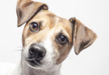 Corea del Sur vive su último verano con venta legal de carne de perro previo a la prohibición de 2027