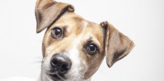 Corea del Sur vive su último verano con venta legal de carne de perro previo a la prohibición de 2027