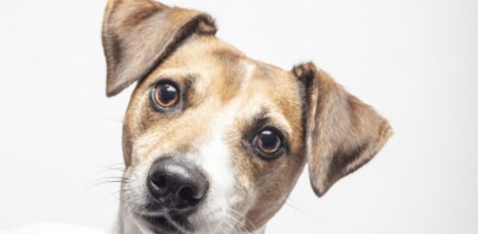 Corea del Sur vive su último verano con venta legal de carne de perro previo a la prohibición de 2027