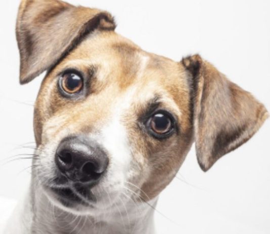 Corea del Sur vive su último verano con venta legal de carne de perro previo a la prohibición de 2027