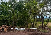 Morebús no retirará 613 árboles durante su proceso de construcción