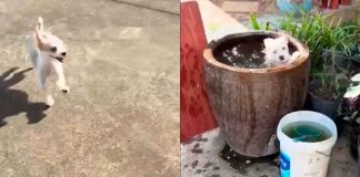 #VIDEO // Captan a perrito dándose un chapuzón en una maceta llena de agua para refrescarse