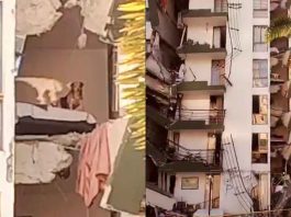 #VIDEO // Perrito queda atrapado en quinto piso de edificio colapsado por sismo en Colombia