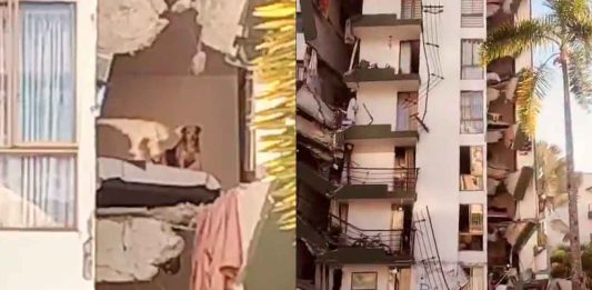 #VIDEO // Perrito queda atrapado en quinto piso de edificio colapsado por sismo en Colombia