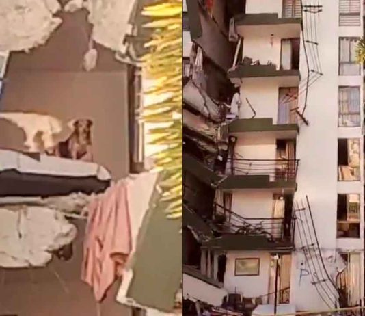 #VIDEO // Perrito queda atrapado en quinto piso de edificio colapsado por sismo en Colombia