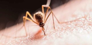 ¿Te están picando más los mosquitos? Estas podrían ser las razones