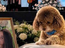 #VIDEO // Mujer en Cali queda sin vida por salvar a su perrito durante sismo