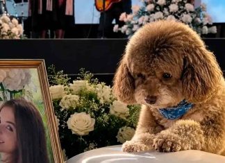 #VIDEO // Mujer en Cali queda sin vida por salvar a su perrito durante sismo