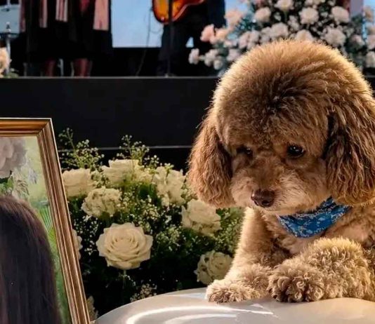 #VIDEO // Mujer en Cali queda sin vida por salvar a su perrito durante sismo