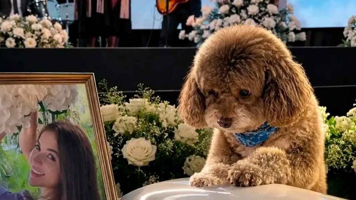 Protegio-a-su-perrito-de-sismo