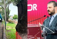Niega ecocidio por obra del Morebús en Morelia; asegura que todo está bajo norma y plantarán 32 mil árboles.