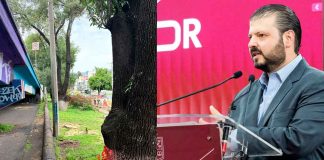 Niega ecocidio por obra del Morebús en Morelia; asegura que todo está bajo norma y plantarán 32 mil árboles.