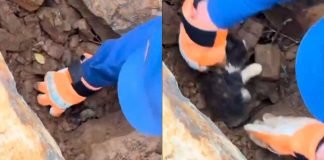 #VIDEO // Rescatan a un gatito atrapado entre los escombros tras la emergencia
