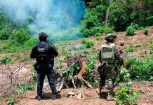 SSP y Defensa localizan e incineran 861 kilos de marihuana en Huetamo