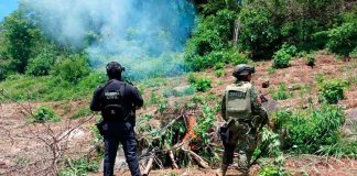 SSP y Defensa localizan e incineran 861 kilos de marihuana en Huetamo