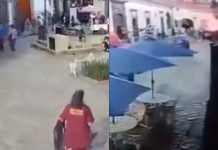 #VIDEO // Vehículo a exceso de velocidad arrolló a una multitud en la Feria de la Manzana 2026