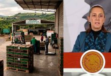 Sheinbaum garantiza seguridad a inspectores de EU para reactivar exportación de aguacate en Michoacán