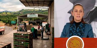 Sheinbaum garantiza seguridad a inspectores de EU para reactivar exportación de aguacate en Michoacán