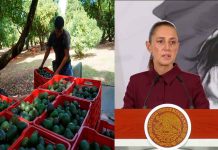 Sheinbaum anuncia reunión con aguacateros de Michoacán para recuperar exportación a EU
