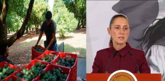 Sheinbaum anuncia reunión con aguacateros de Michoacán para recuperar exportación a EU