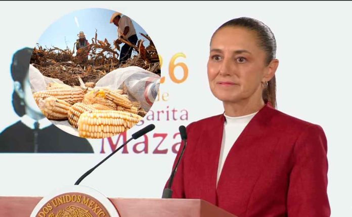 apoyo-maiz