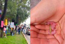 Petición de Cahnge.org contra tala de árboles supera las 13 mil firmas en Morelia