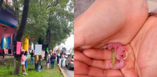 Petición de Cahnge.org contra tala de árboles supera las 13 mil firmas en Morelia