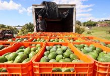 ¿Bajará el precio del aguacate en México? Esto puede pasar tras la reapertura de exportaciones a EU