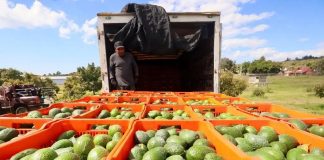 ¿Bajará el precio del aguacate en México? Esto puede pasar tras la reapertura de exportaciones a EU