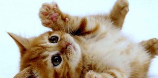 Día Internacional del Gato: ¿por qué se celebra el 8 de agosto y cuál es su origen?