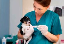 Día del Veterinario: ¿por qué su labor es clave para la salud de nuestras mascotas?