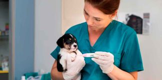 Día del Veterinario: ¿por qué su labor es clave para la salud de nuestras mascotas?