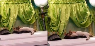 #VIDEO // Gatito conmueve en redes sociales al recostarse sobre el ataúd de su dueño durante su funeral