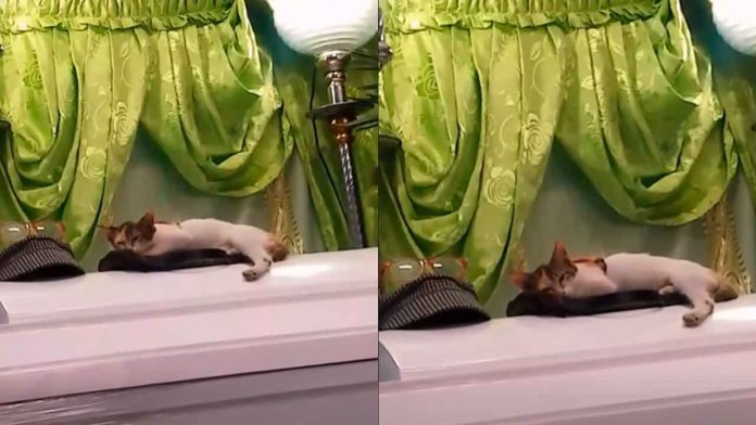 gatito-en-un-ataud