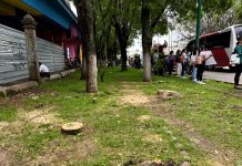 ¿Talar 613 árboles puede considerarse un ecocidio? Esto significa y por qué el término ya está en el debate en Morelia