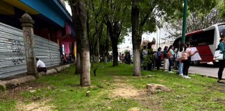 ¿Talar 613 árboles puede considerarse un ecocidio? Esto significa y por qué el término ya está en el debate en Morelia