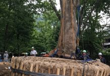 ¿Qué es el nemawashi? La técnica japonesa para trasplantar árboles en lugar de talarlos