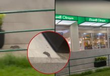 #VIDEO // Captan presencia de ratones afuera de los Bisquets Obregón en calzada La Huerta