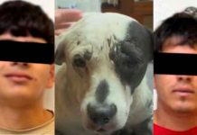 Imputan a 2 sujetos por arrastrar a una perrita con una motocicleta en Jalisco