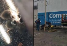 Rescatan a 5 patitos atrapados en una alcantarilla de Morelia