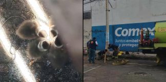 Rescatan a 5 patitos atrapados en una alcantarilla de Morelia