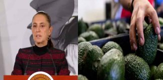 Suspensión de inspectores de EU pone en alerta al aguacate michoacano; México busca solución inmediata