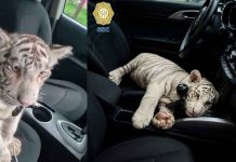 #VIDEO // Detienen a chofer que transportaba una tigresa blanca de cuatro meses en Iztapalapa