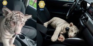 #VIDEO // Detienen a chofer que transportaba una tigresa blanca de cuatro meses en Iztapalapa