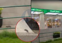 #VIDEO // Captan presencia de ratones afuera de los Bisquets Obregón en calzada La Huerta