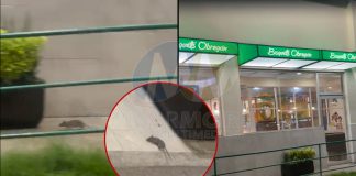 #VIDEO // Captan presencia de ratones afuera de los Bisquets Obregón en calzada La Huerta