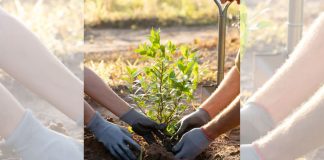 ¿Puede sobrevivir un árbol trasplantado? Esto define si logra adaptarse a su nuevo hogar