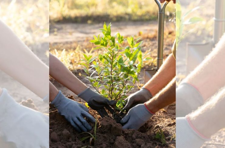 ¿Puede sobrevivir un árbol trasplantado? Esto define si logra adaptarse a su nuevo hogar