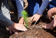 ¿Quieres reforestar tu calle o colonia? Cofom regala hasta 100 plantas en Morelia